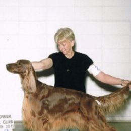 Irish Setters from Cairncross Irish Setters