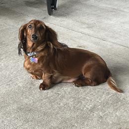 Scooter - Dachshund