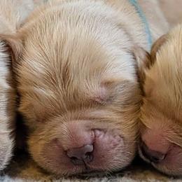Boy 2 - Golden male Golden Retriever puppy in Kittanning, Pennsylvania from Shadomoon