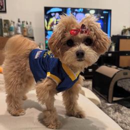 Maltese and Maltipoo Puppies from PrissyPawz