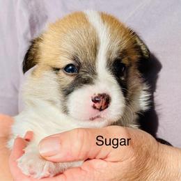 Sugar - Red female Pembroke Welsh Corgi puppy in Grenada, California from California Corgi Butts