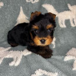 Bear - Black and tan male Yorkshire Terrier puppy in Cleveland, Georgia from Velvet Crown Yorkies