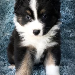 Australian Shepherd Puppies from Cahaba Australian Shepherds