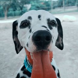 Dalmatians from CCX Rock'N'Spark Dalmatians