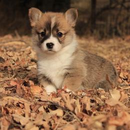Sable girls - Sable female Pembroke Welsh Corgi puppy in Williams, California from Bear Creek Corgis