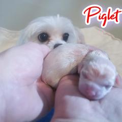 PIGLET - White female Mal-Shi puppy in Belleville, Michigan from Michigan Maltese Puppies