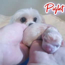PIGLET - White female Mal-Shi puppy in Belleville, Michigan from Michigan Maltese Puppies