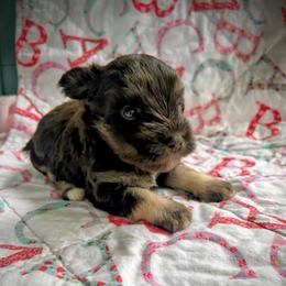 Voila - Liver female Miniature Schnauzer puppy in Oneida, Tennessee from Saving Grace