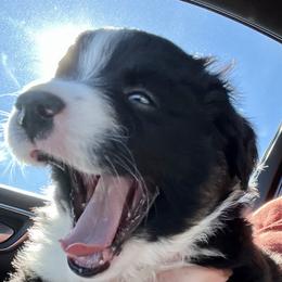 Aussiedoodle, Australian Shepherd, Miniature American Shepherd, and Miniature Australian Shepherd Puppies from Bline Family Farm