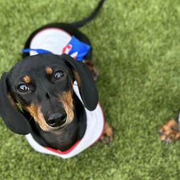 Dachshunds from Daisy's Doxies