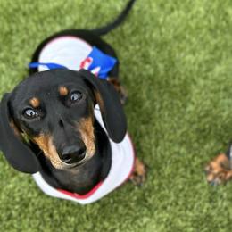 Dachshunds from Daisy's Doxies