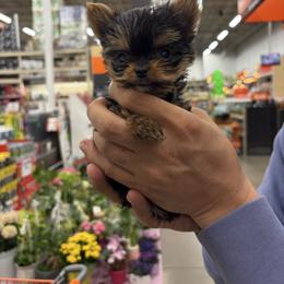 Yorkshire Terrier puppies from Pretty Little Yorkies