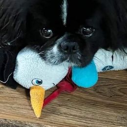 Pekingese Puppies from Sunny's Legacy Pekingese