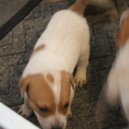Shane - Red speckled male Australian Cattle Dog puppy in Casa Grande, Arizona from Sonoran Dogz