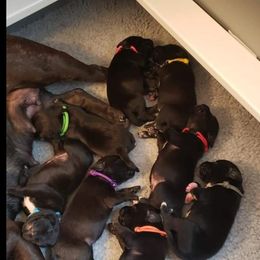 Staffordshire Bull Terrier Puppies from Freystaff Staffordshire Bull Terriers