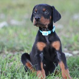 Iris - Black and rust female Doberman Pinscher puppy in Winchester, Ohio from 32 Farms