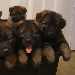 German Shepherd Puppies from vom Haus Jurincie