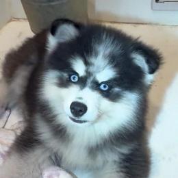 Randy - Black and white male Pomsky puppy in Spring Hill, Florida from PDQ Pomskies