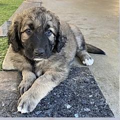 Aussiedoodle and Double Doodle Puppies from Amazing Aussiedoodle and Double Doodles
