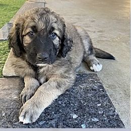 Aussiedoodle and Double Doodle Puppies from Amazing Aussiedoodle and Double Doodles