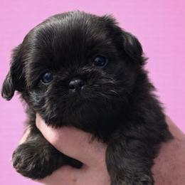 Jewel - Brindle female Shih Tzu puppy in Tallahassee, Florida from Bows and Bow Ties