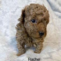 Rachel - Red  female Poodle puppy in Cartersville, Georgia from Alpha Tiny Paws