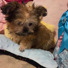 Midwest Mini Angel - Sable female Mi-Ki puppy in Clearwater, Kansas from Midwest Mini Mi-kis