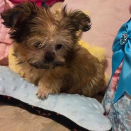 Midwest Mini Angel - Sable female Mi-Ki puppy in Clearwater, Kansas from Midwest Mini Mi-kis