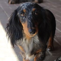Hilda - Dachshund