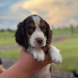 Girl 1 - Liver white and tan female English Springer Spaniel puppy in Fort Meade, Florida from Lake in the Hills Springers