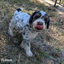 Pollock - Black and white male Cockapoo puppy in Sunset, Louisiana from Cano Cockapoos