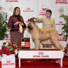 Briard and Pointer All Grown Up from Honey Bee Hill