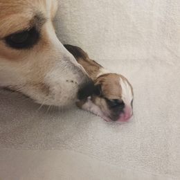 Pembroke Welsh Corgi Puppies from Salted Rim Corgis