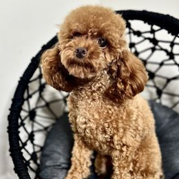 Dior - Poodle