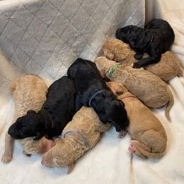 Bernedoodle and Goldendoodle Puppies from Owen Doodles