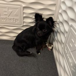 Lotus - Chihuahua