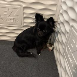 Lotus - Chihuahua