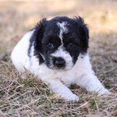 Cafe Girl - Black female Whoodle puppy in West Bend, Iowa from Blue Skies Terriers