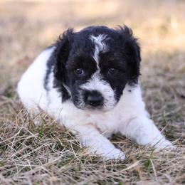Cafe Girl - Black female Whoodle puppy in West Bend, Iowa from Blue Skies Terriers