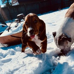 Basset Hound and Dachshund Puppies from V's Southern Angels