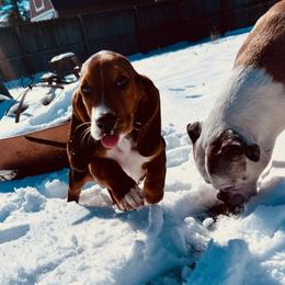 Basset Hound and Dachshund Puppies from V's Southern Angels