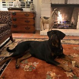 Rottweiler Puppies from Von Der Hing Rottweilers