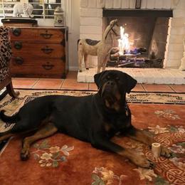Rottweiler Puppies from Von Der Hing Rottweilers