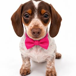 Isabela - Piebald female Dachshund puppy in Illinois from William Rotsaert