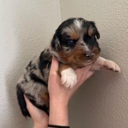 Twix - Black tri-color female Australian Shepherd puppy in Weeki Wachee, Florida from Ace of Spades Australian Shepherds