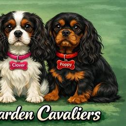 Cavalier King Charles Spaniels from Royal Garden Cavaliers