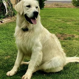 Golden Retrievers from Double R Retrievers
