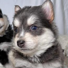 Pomskies from Midwest Pomskys