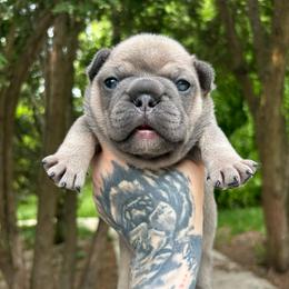 Cartier - Blue male French Bulldog puppy in Hemlock, Michigan from Top Billin' Frenchies, LLC