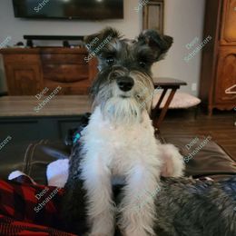 Jezzi - Miniature Schnauzer